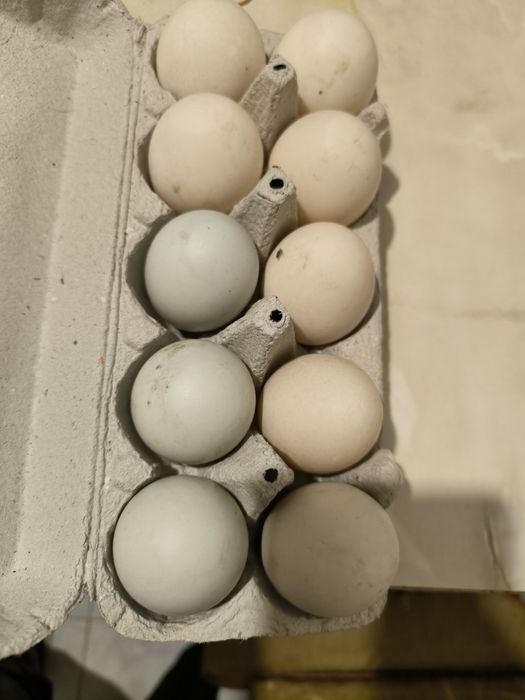 Ouă  proaspete de rață bio