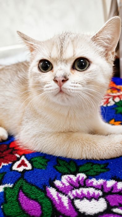Britanskiy shinshilla