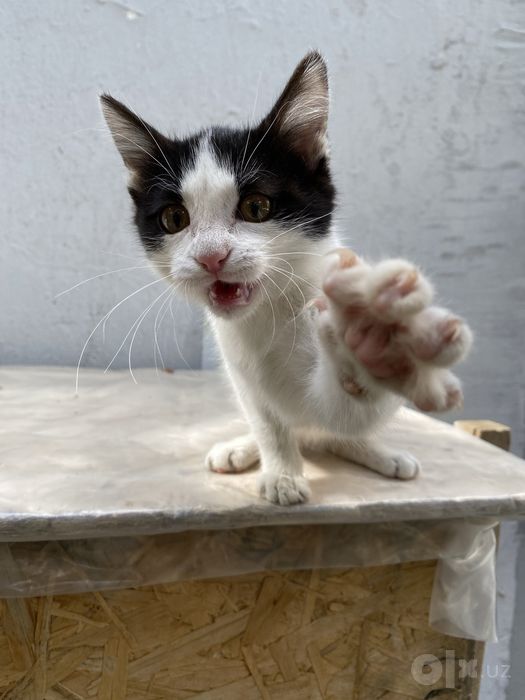 Котенок в добрые руки