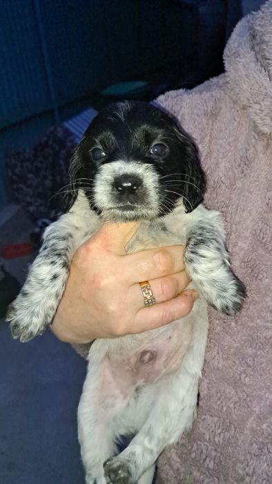 Отдам в добрые руки щенят