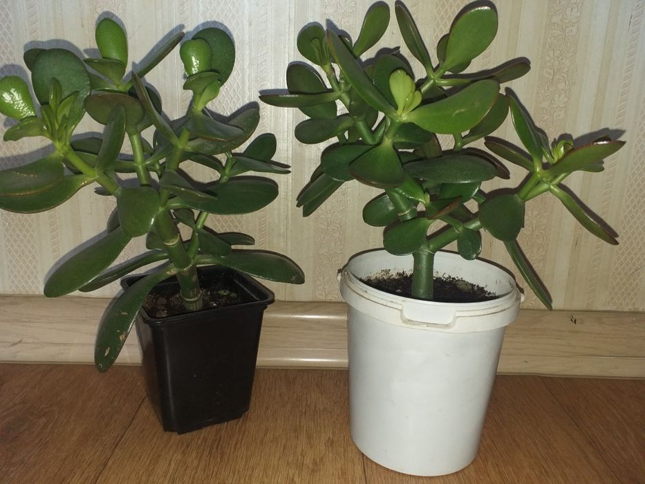 Денежное дерево крассула