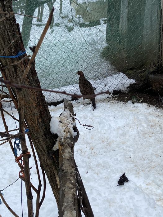 Fazănite din anul 2025