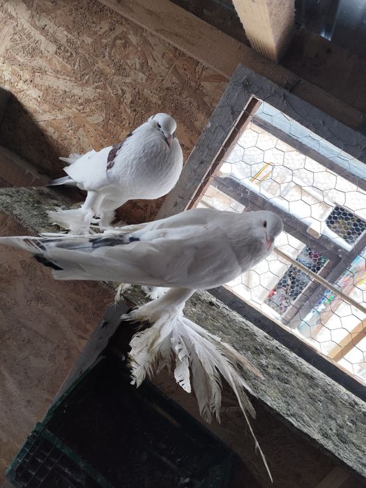 Porumbei de ornament