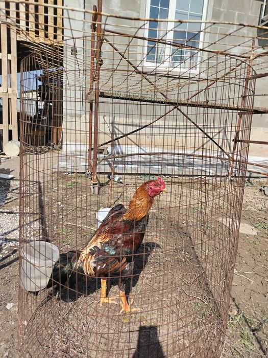 Куры петухи продаётся