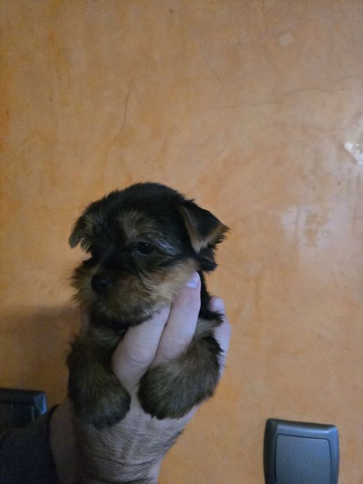 Продавам Йоркширски териер