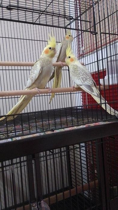 Папагали Корели-