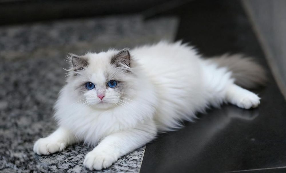 Регдолл, тряпочатя куклка