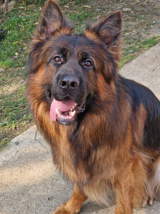 Ciobanesc german cu par lung