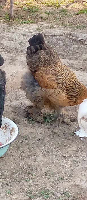 Тухум хонаки товуклар