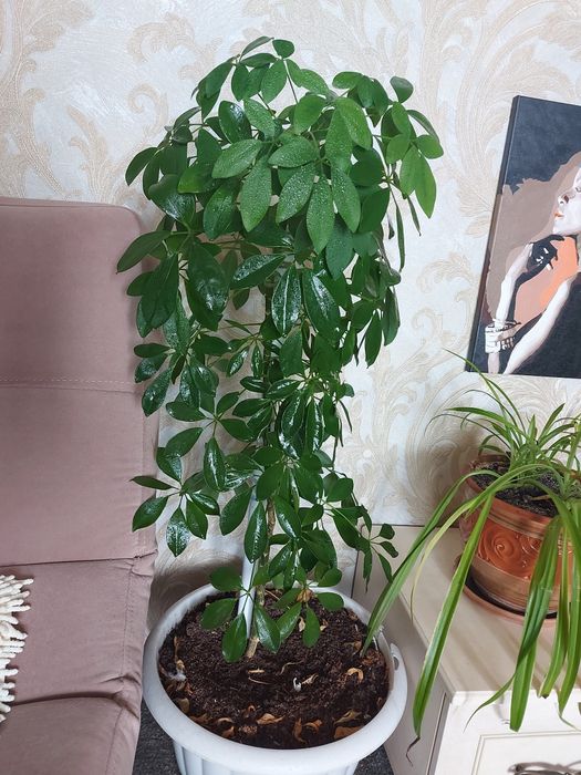 Шеффела. Высота 1 метр.