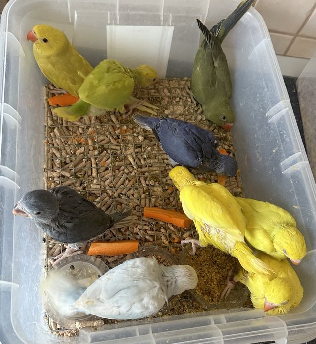 Puiuți foarte blanzi de papagali Micul Alexander