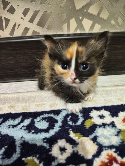 Котята домашние бесплатно