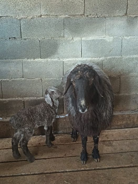 Козылы кой сатылады