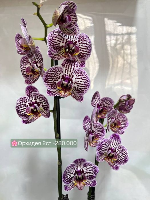 Орхидеи очень красивые