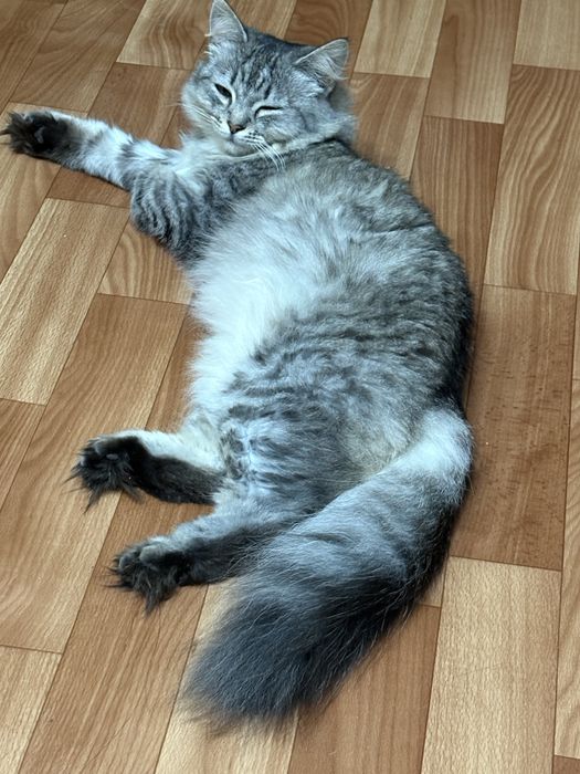 Отдам кошку в хорошие, добрые руки