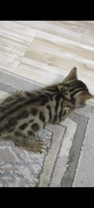 Бенгальские котята