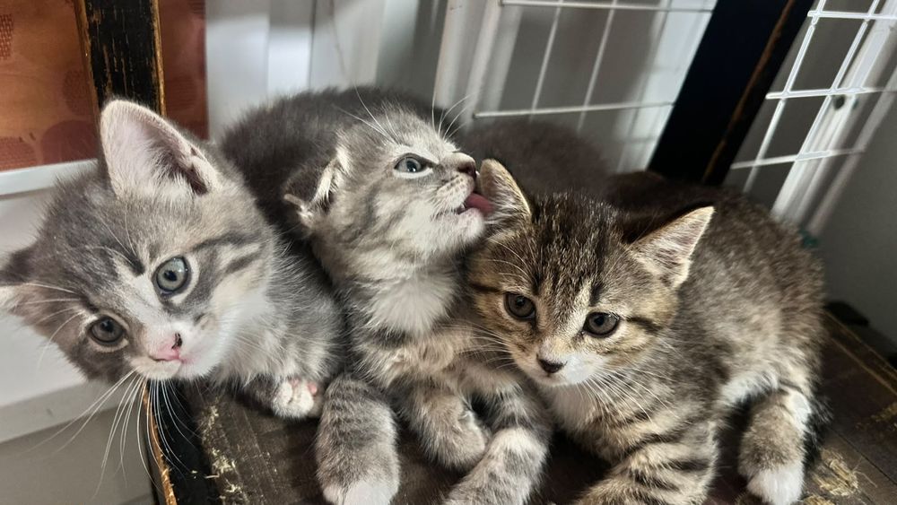 Маленькие три котёнка