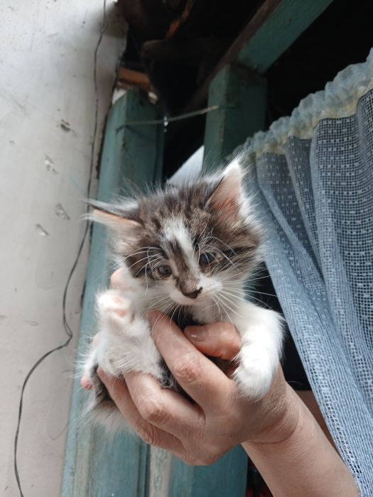 Котенок крысолов