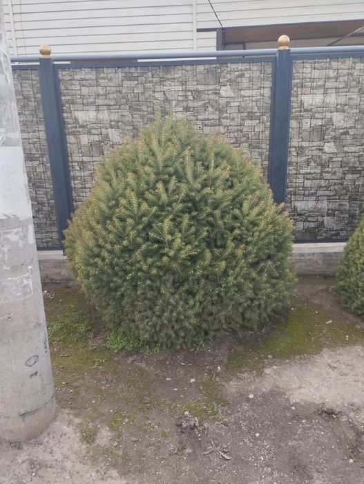 Ёлка,Ель, Туя, изгородь