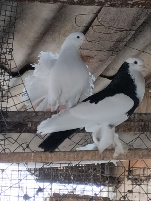 Продам голубей павлины