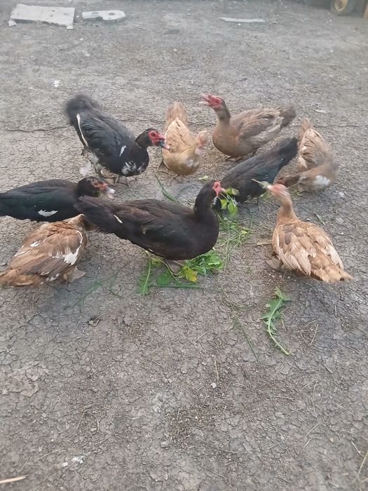 Vând rațe leşeşti