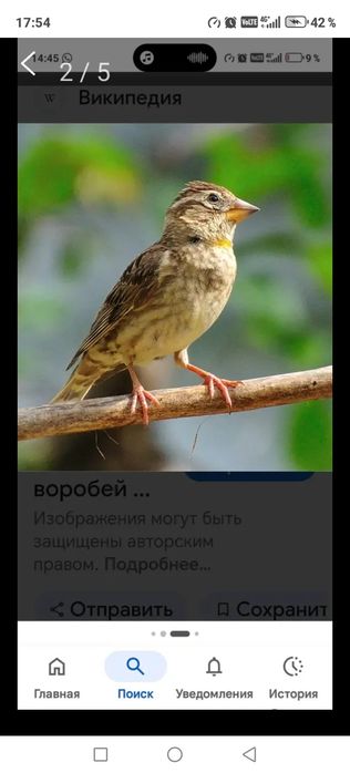 Продам птицу певчую