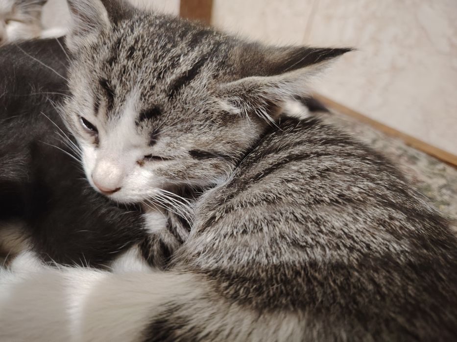 Милые котят ищут дом