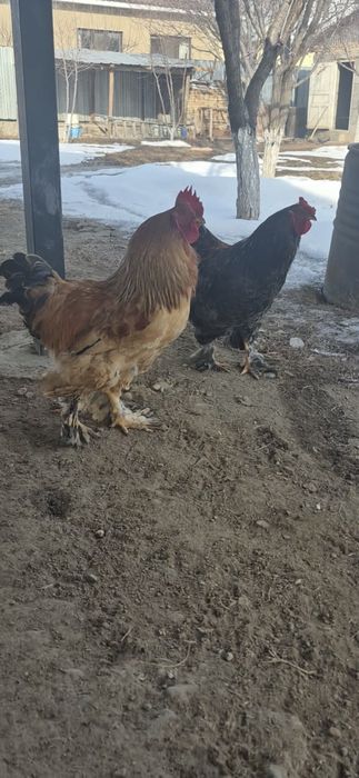 Продам Петух пароды Брама