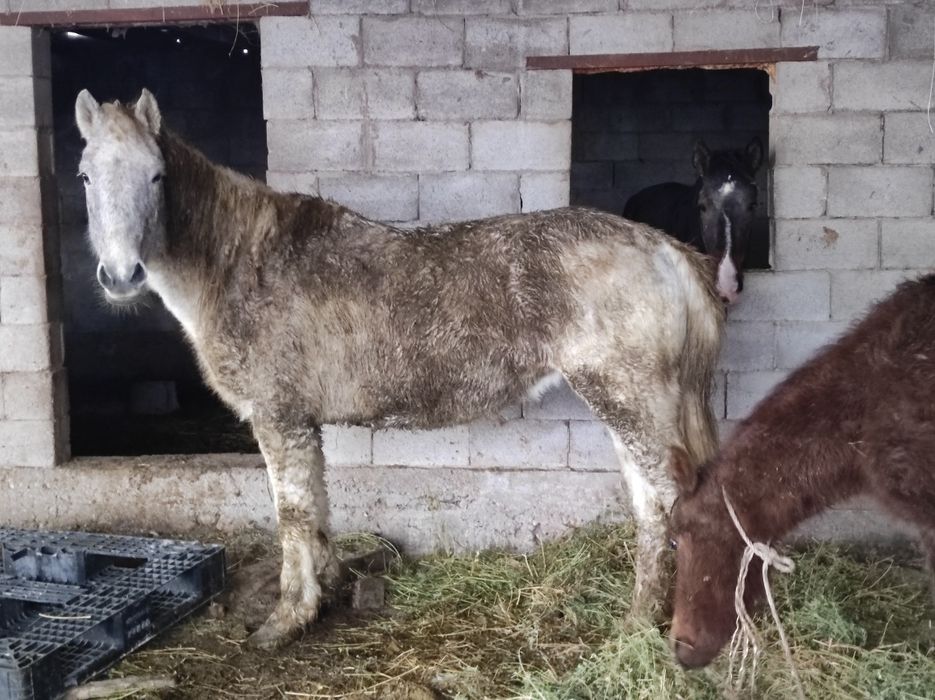 Продам кобылу с жеребёнком