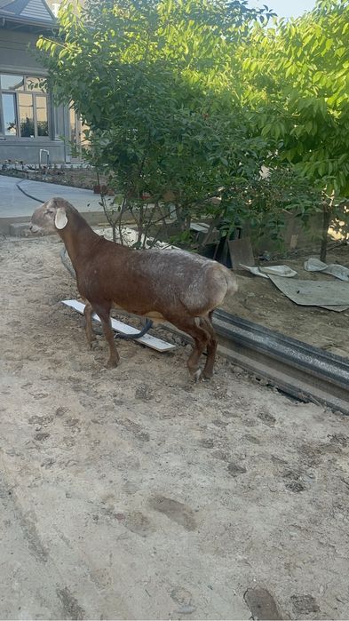 Arashan qoylar  sotiladi