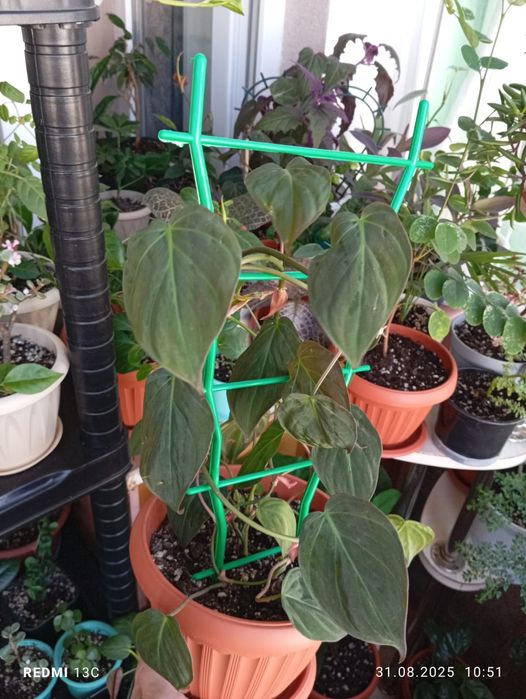 Продам цветы комнатные