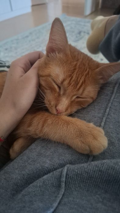 Ищем любящую семью для домашнего кота
