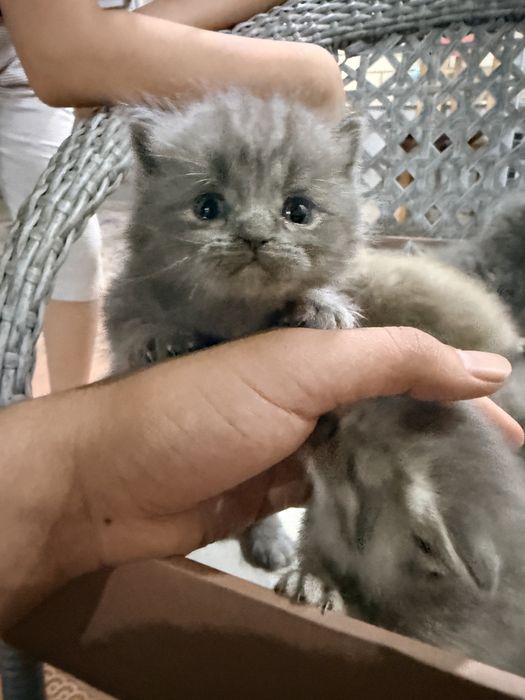 Отдам котят бесплатно, породистые (мама британка)
