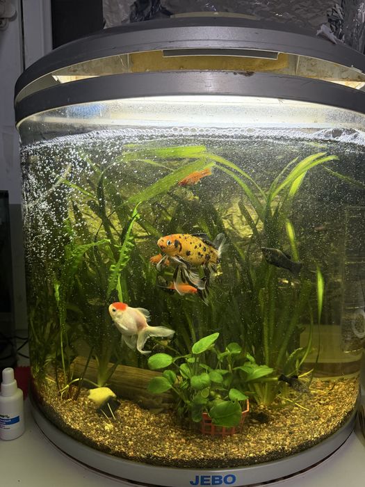 Продам аквариумы квадратный , овальный