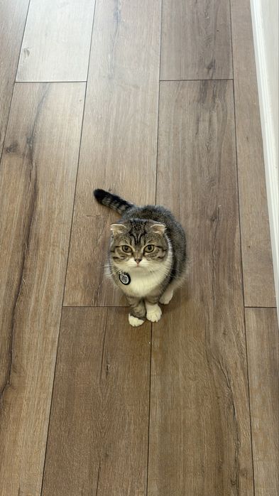 Кошки вислоухие даром