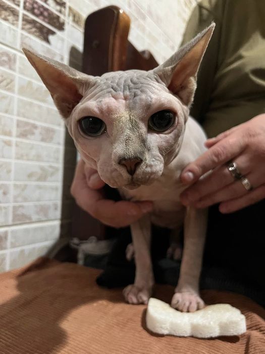 Сфинкс канадский вязка.