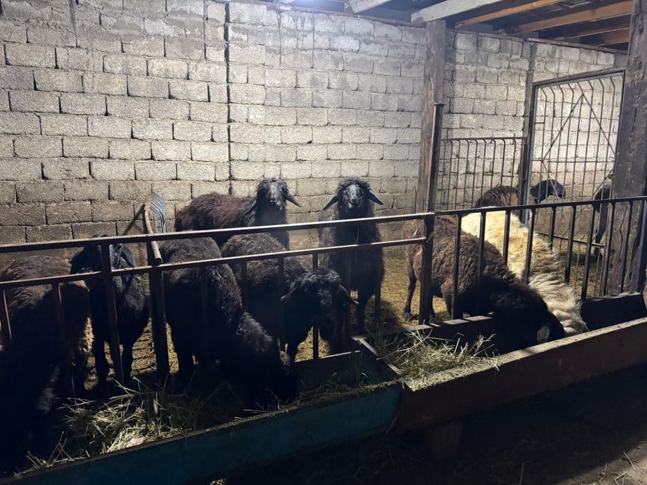 Семиз кошкар койлар