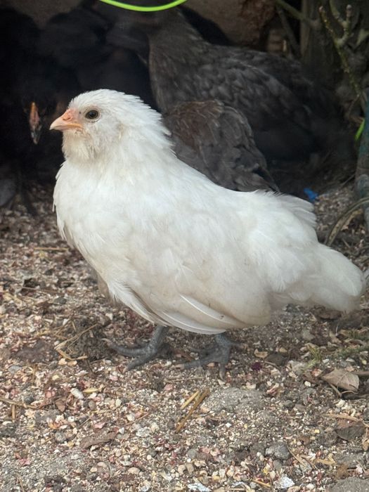 Pui de găină pitică și normala