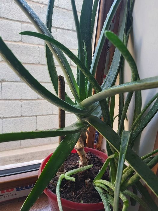 Алое лечебный 7 лет