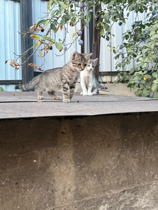 Котята 2 месяца к лотку приучины