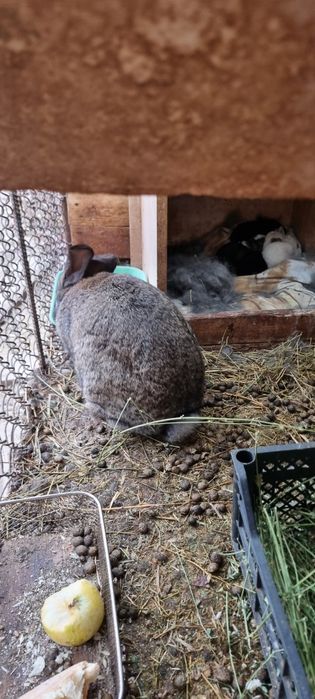 Кролик, қоян сатылады