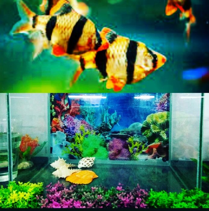 Аквариум с крышкой и лампой