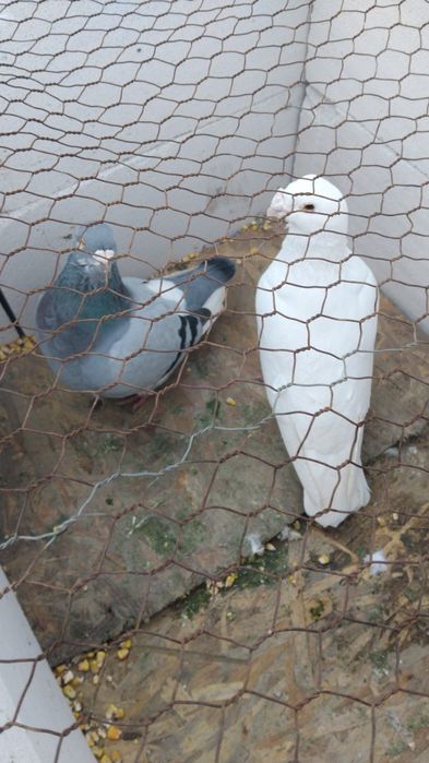 Vând porumbei  200 lei negociabil