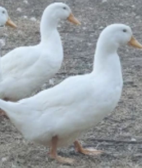 Бройлери юрдечки