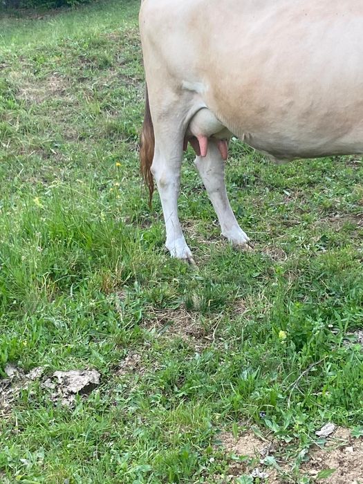 De vânzare! Vaca cu vițel!