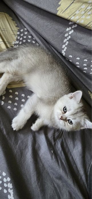 Mushuk sotiladi zoti shirshila 2 oyli boladi