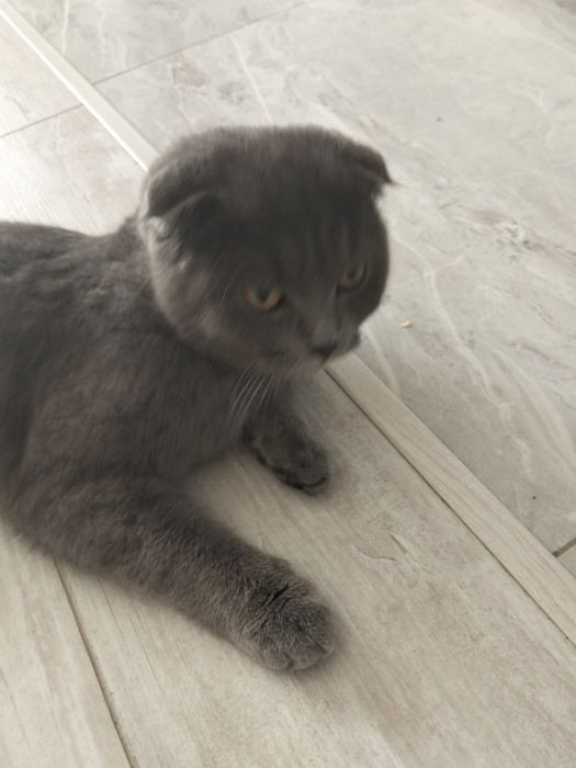 Шотландский кошка