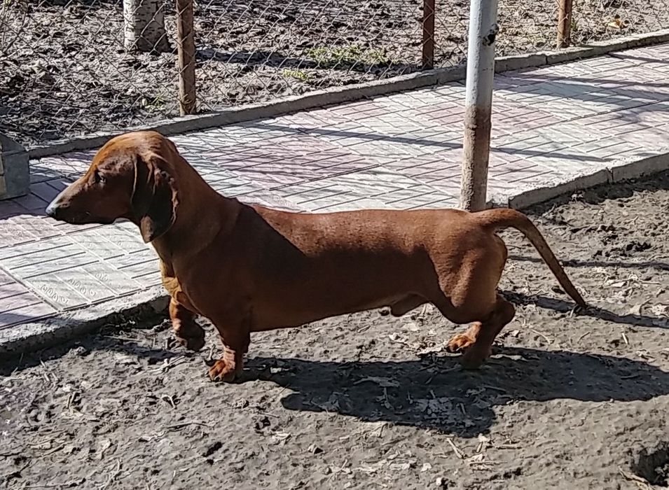 Такса племенной кобель