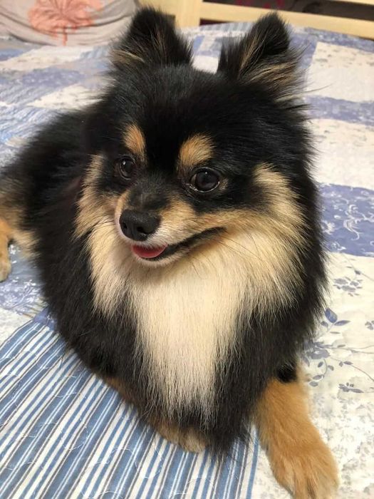 Вязка Немецкий Цверг Шпиц мальчик.