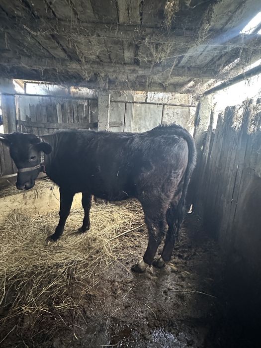 Vand junică la prima fătare